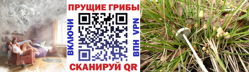 Купить где  Поворино  Галлюциногенные грибы прущие грибы 
